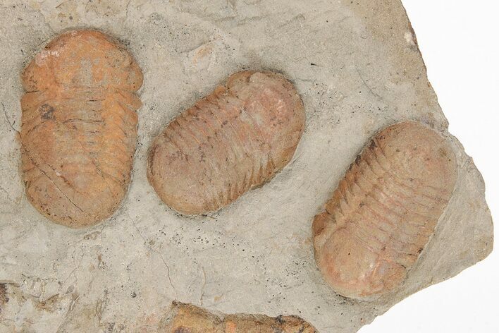 Cluster of Three Symphysurus Trilobites - Fezouata Formation #206442